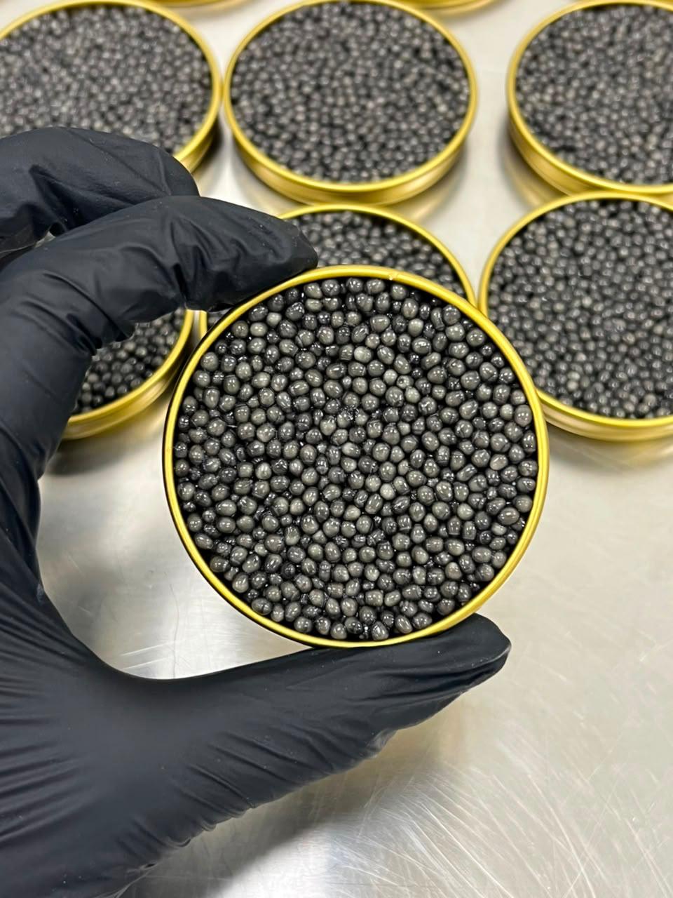 Beluga Caviar Gallery