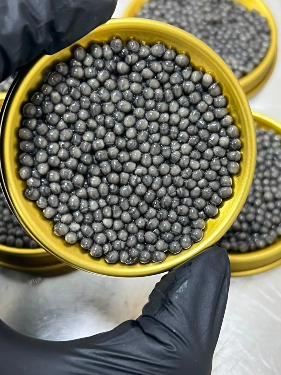 Beluga Caviar Gallery