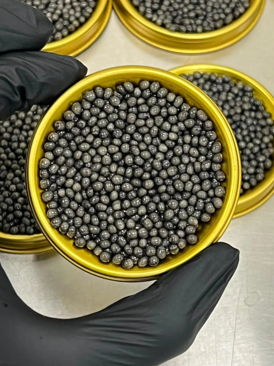 Beluga Caviar Gallery