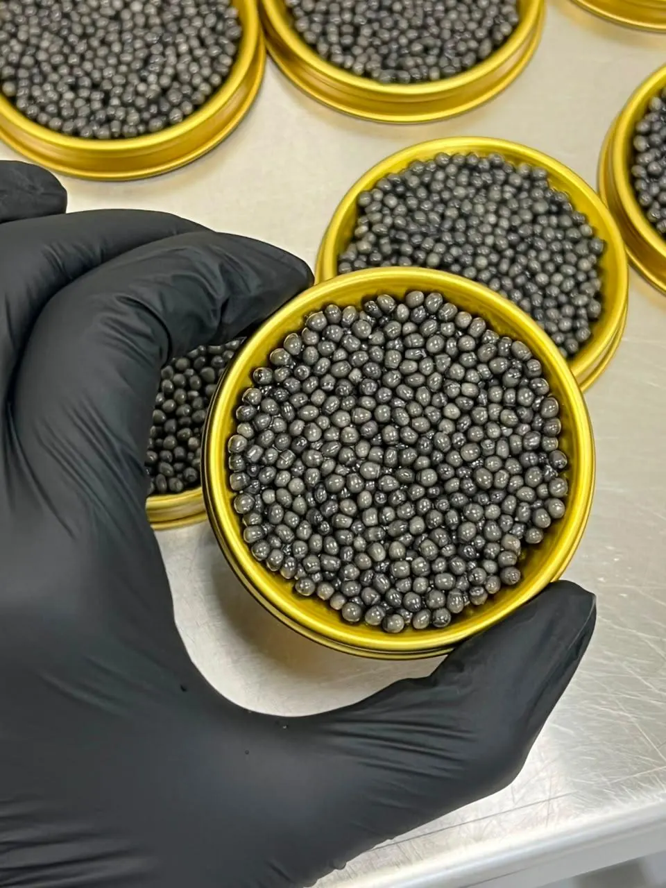 Beluga Caviar Gallery