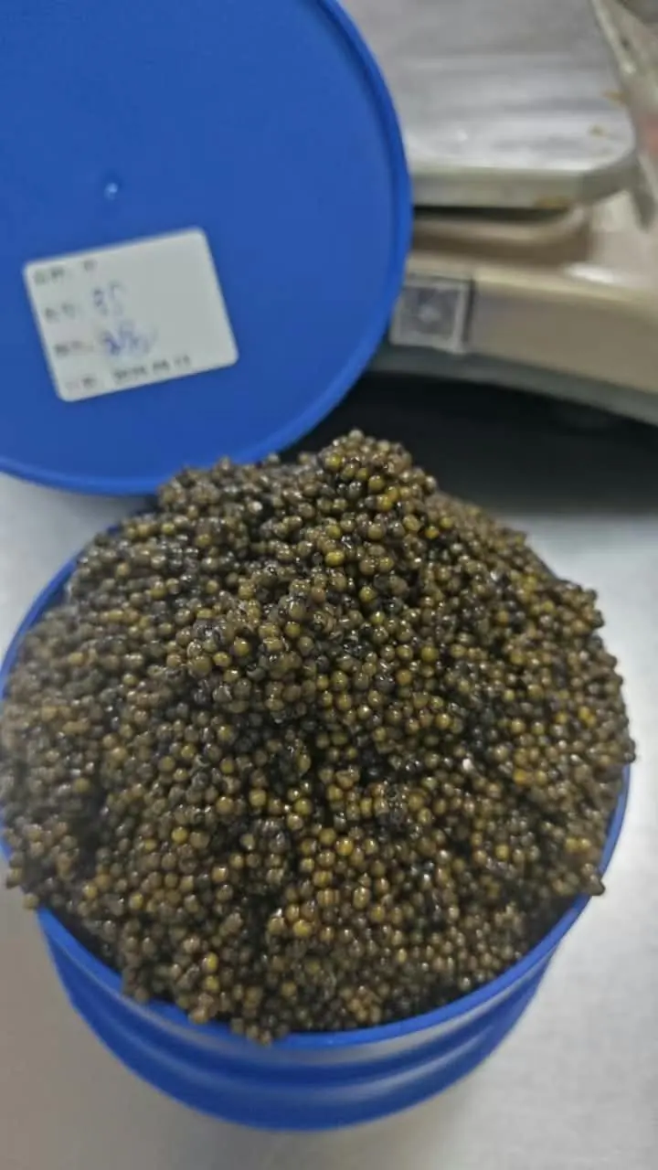 Ossetra Gueldenstaedtii Caviar Gallery