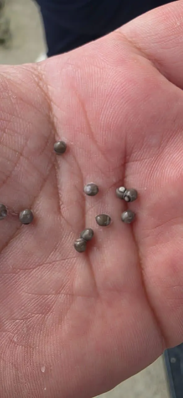 Beluga Caviar Gallery