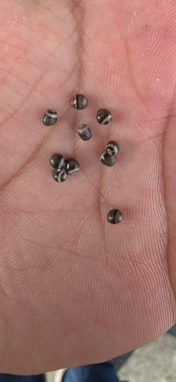 Beluga Caviar Gallery
