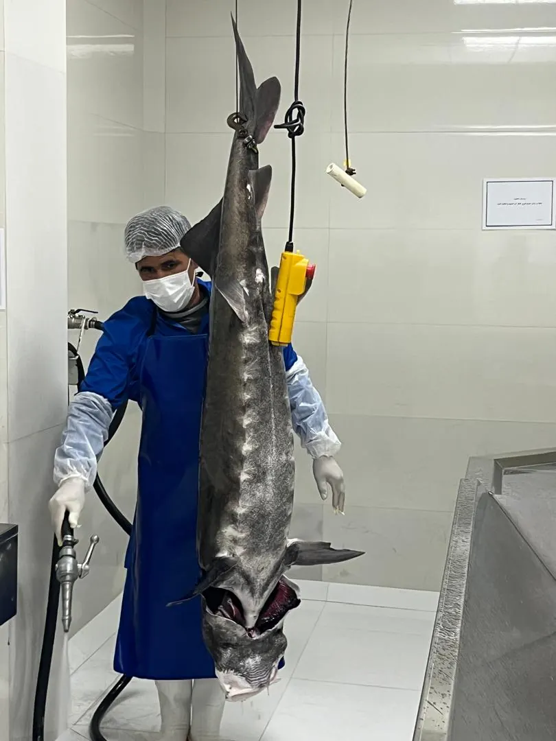 Beluga Caviar Gallery