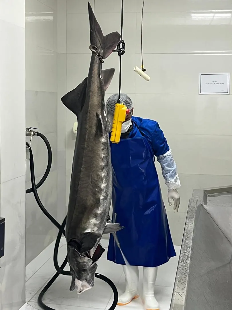 Beluga Caviar Gallery