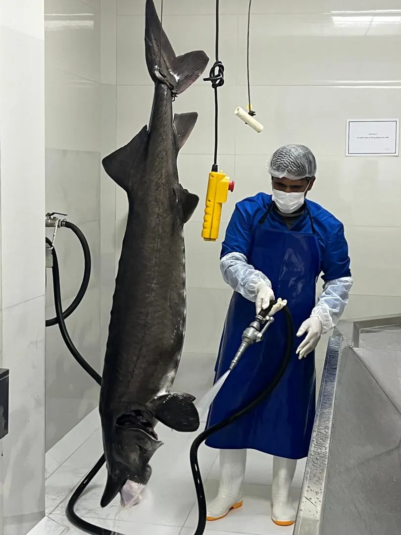 Beluga Caviar Gallery