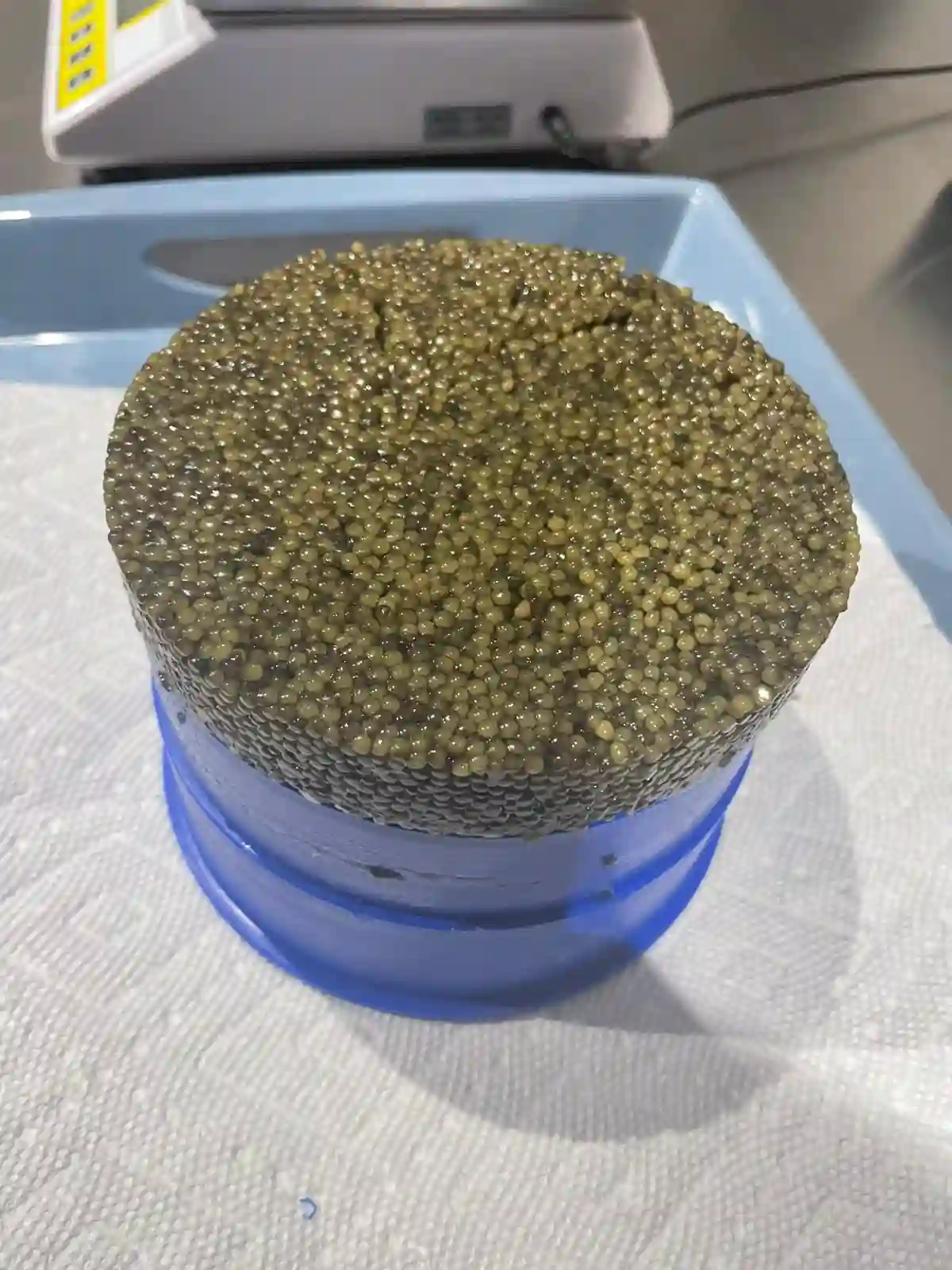 Kaluga Hybrid Caviar Gallery 2