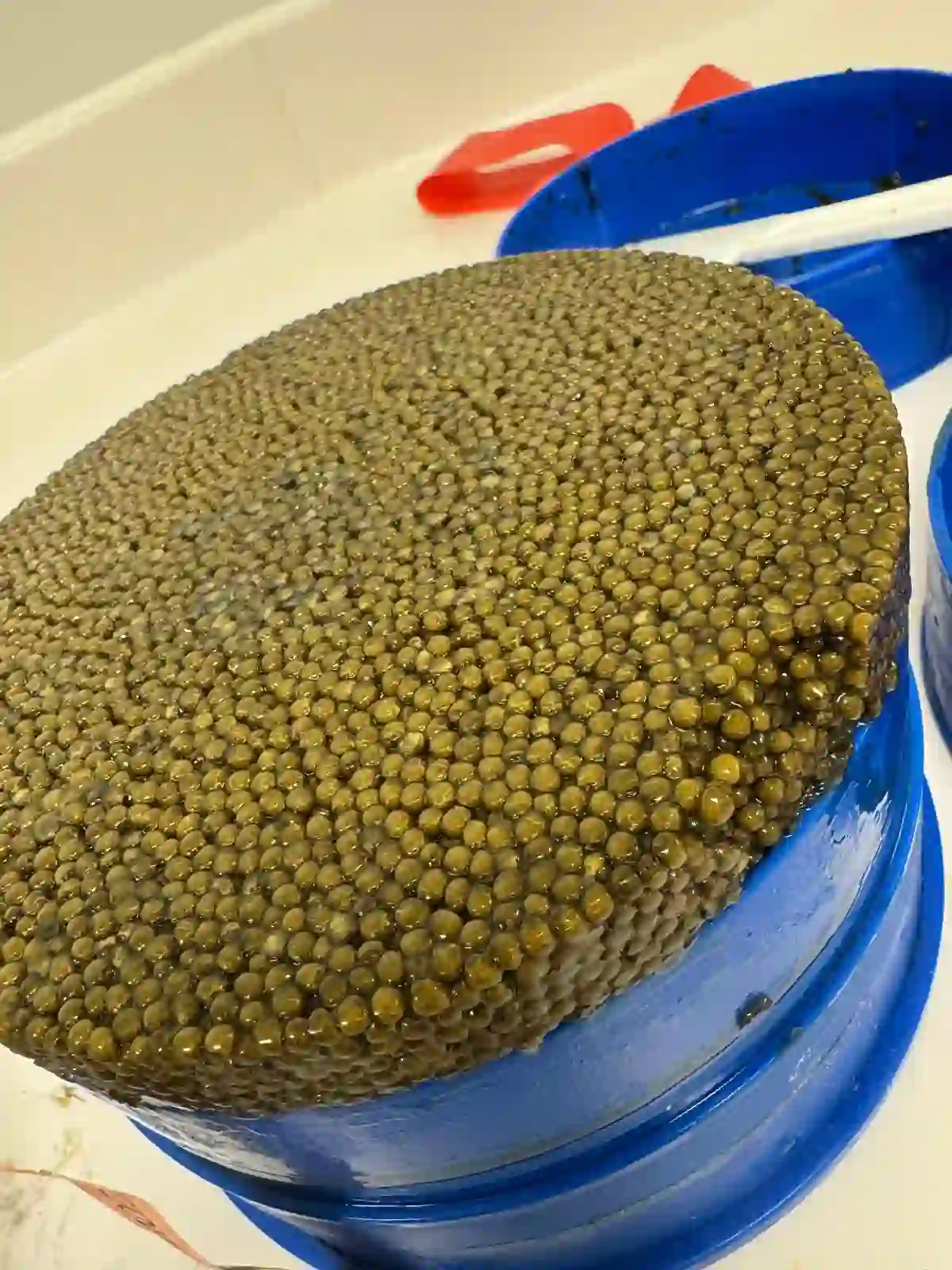 Kaluga Hybrid Caviar Gallery 1